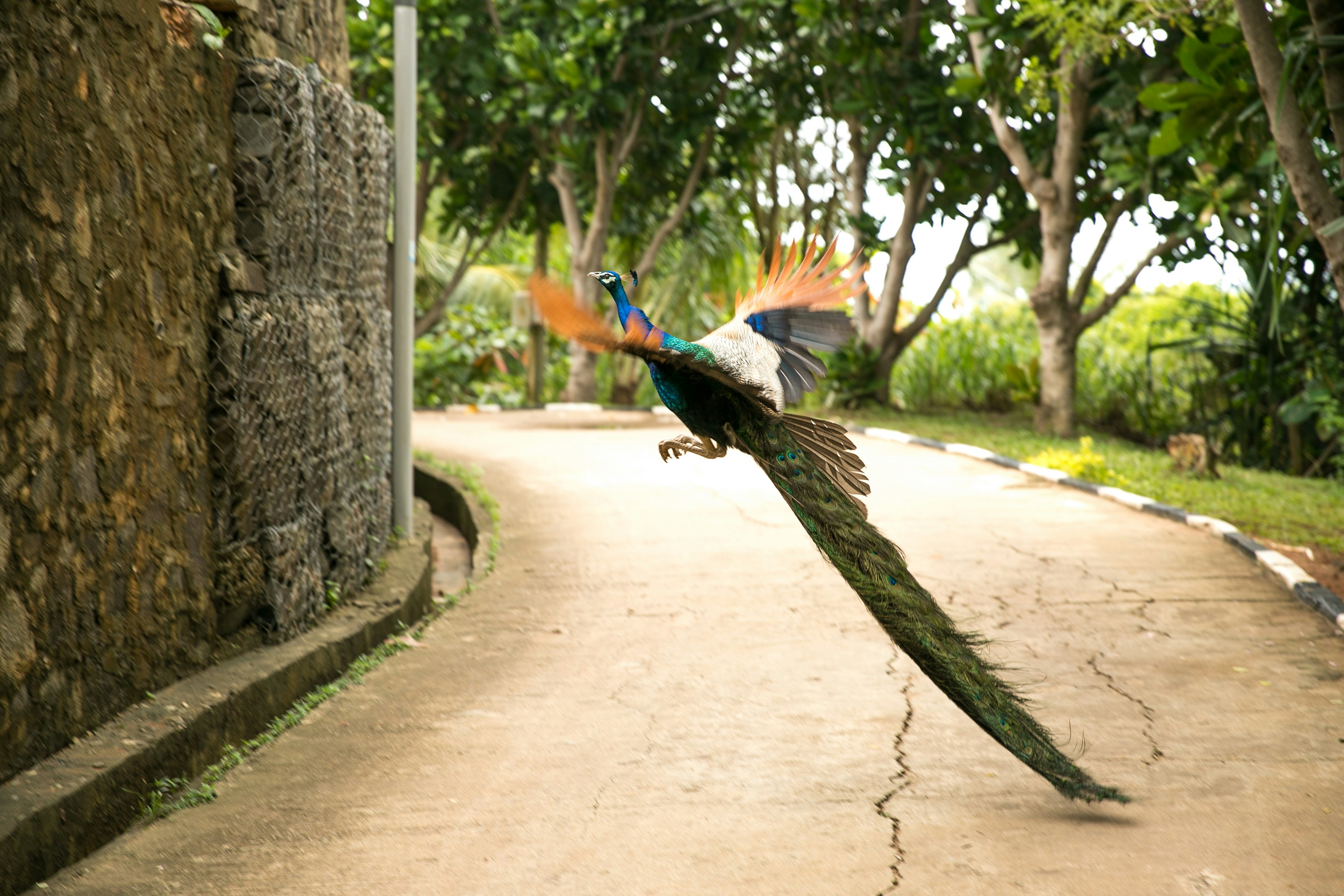 Wildlife Safari Experience