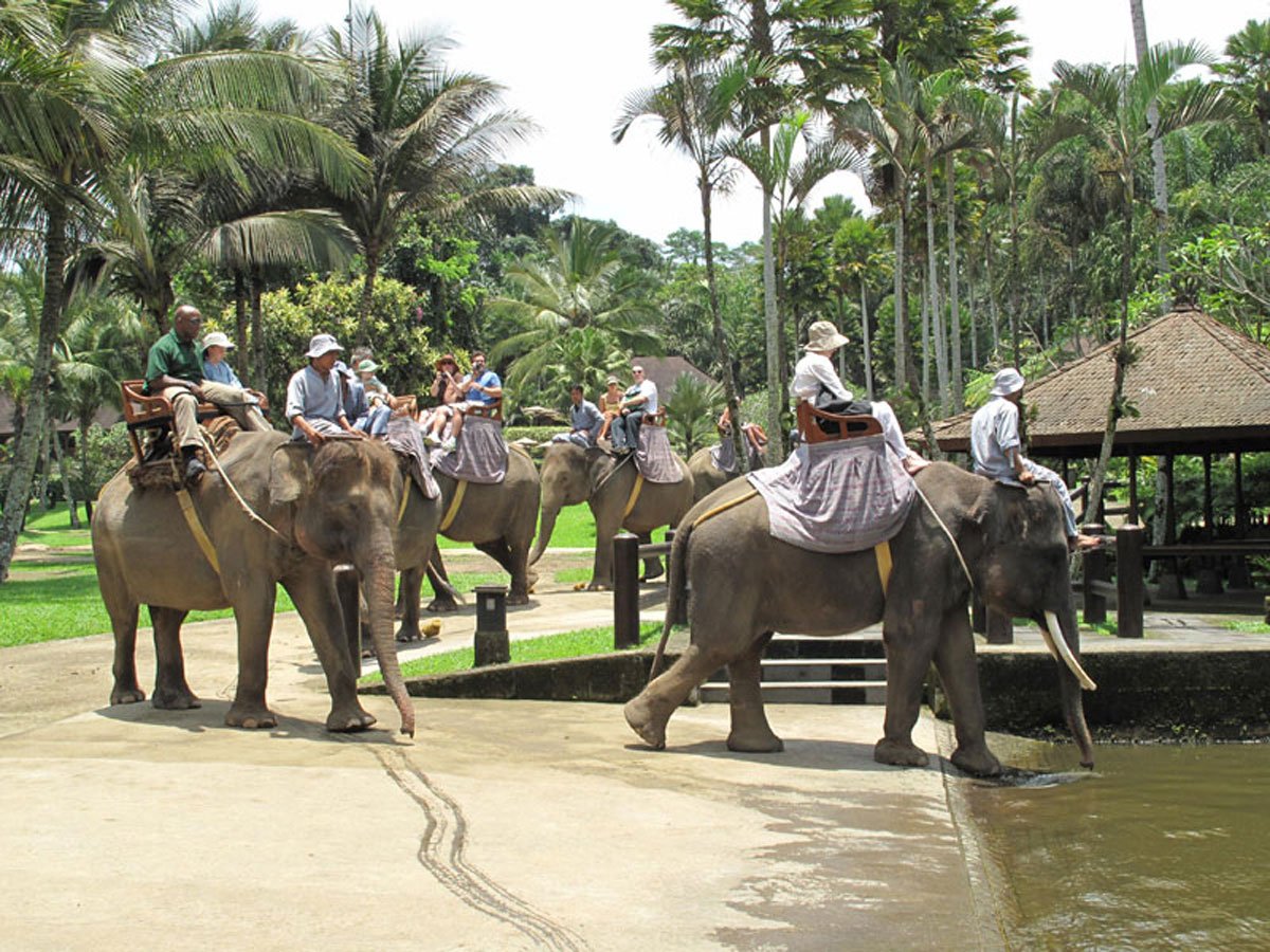 Ubud Elephant Experience Day